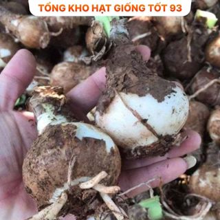 1kg củ hoa Huệ Tây đủ màu dễ trồng hoa lặp nhiều lần, rất dễ chăm sóc - hàng công ty, Loại 1