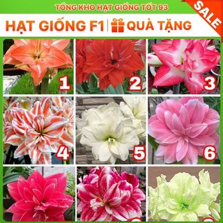 1kg củ hoa Huệ Tây đủ màu dễ trồng hoa lặp nhiều lần, rất dễ chăm sóc - hàng công ty, Loại 1