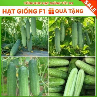 Hạt giống dưa chuột nếp Năng Suất cao Hàng Công ty loại 1