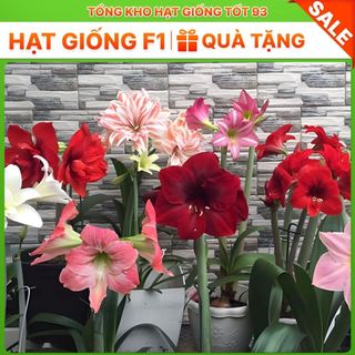 5 củ tặng 1 củ hoa Huệ Tây đủ màu , Rất đẹp Dễ Trồng- Hàng công ty Loại 1