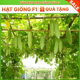 Hạt Giống Mướp Đắng  5 gram hàng công ty Loại 1