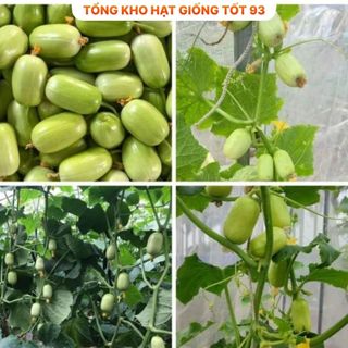 Hạt Giống Dưa Leo Ngọc Nữ - Hàng Công Ty Loại 1