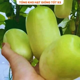 Hạt Giống Dưa Leo Ngọc Nữ - Hàng Công Ty Loại 1