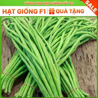 Hạt giống Đậu Đũa năng suất cao - hàng công ty Loại 1