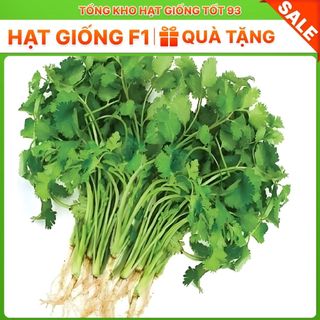 Hạt giốn Mùi Tía, Mùi Ta (ngò rí) bốn mùa trồng quanh năm hàng -công ty Loai 1