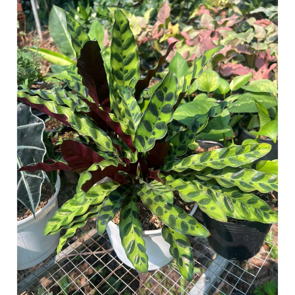 imperata cylindrica pflege Plantenwelt main image 1