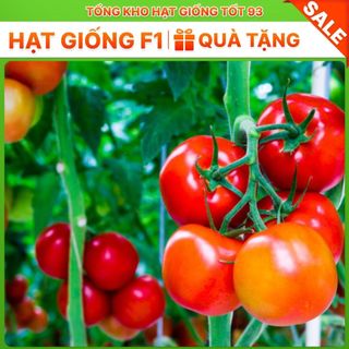 Hạt giống cà chua F1 các loại trồng quanh năm, nảy mầm tốt hàng công ty Loại 1