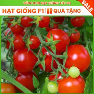 Hạt giống Cà chua F1  cao sản T11 quả tròn 0,1gram hàng công ty Loại 1