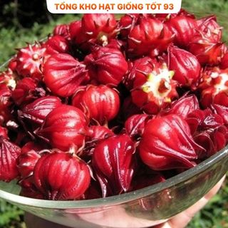 Hạt Giống Atisô Cao Sản Nảy Mầm Cao năng suất- hàng công ty Loại 1