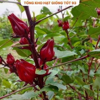Hạt Giống Atisô Cao Sản Nảy Mầm Cao năng suất- hàng công ty Loại 1