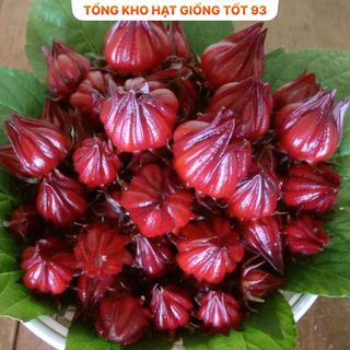 Hạt Giống Atisô Cao Sản Nảy Mầm Cao năng suất- hàng công ty Loại 1