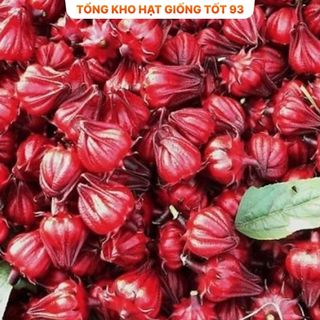 Hạt Giống Atisô Cao Sản Nảy Mầm Cao năng suất- hàng công ty Loại 1