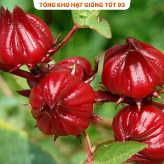 Hạt Giống Atisô Cao Sản Nảy Mầm Cao năng suất- hàng công ty Loại 1