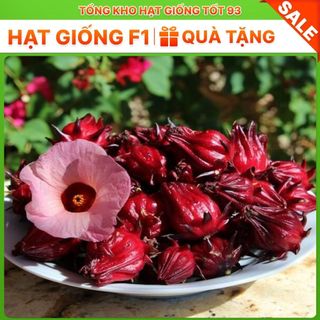 Hạt Giống Atisô Cao Sản Nảy Mầm Cao năng suất- hàng công ty Loại 1