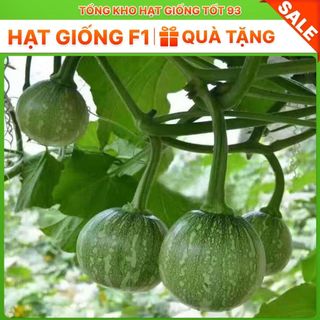 Hạt Giống Bí Ăn Non Siêu Quả - Hàng Công Ty Loại 1