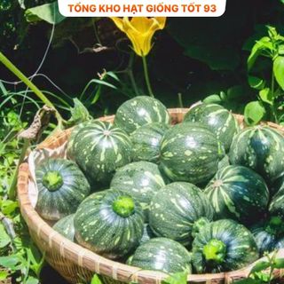 Hạt Giống Bí Ăn Non Siêu Quả - Hàng Công Ty Loại 1