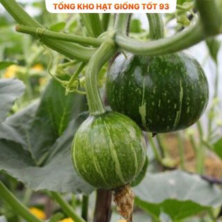 Hạt Giống Bí Ăn Non Siêu Quả - Hàng Công Ty Loại 1
