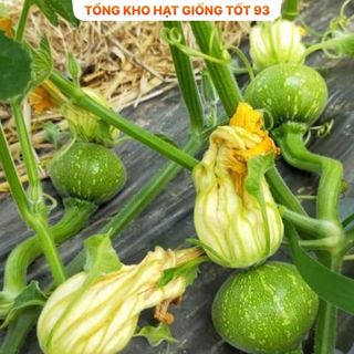 Hạt Giống Bí Ăn Non Siêu Quả - Hàng Công Ty Loại 1