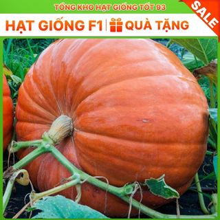 Hạt Giống Bí Ngô To - Hàng Công Ty Loại 1