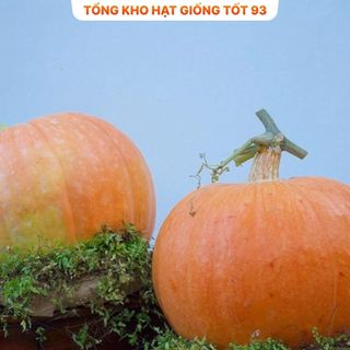 Hạt Giống Bí Ngô To - Hàng Công Ty Loại 1