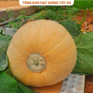 Hạt Giống Bí Ngô To - Hàng Công Ty Loại 1
