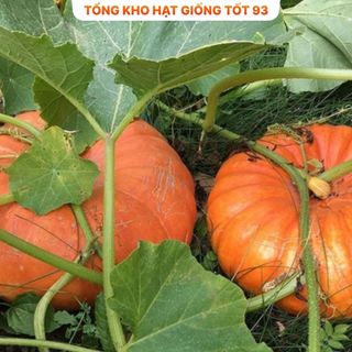 Hạt Giống Bí Ngô To - Hàng Công Ty Loại 1