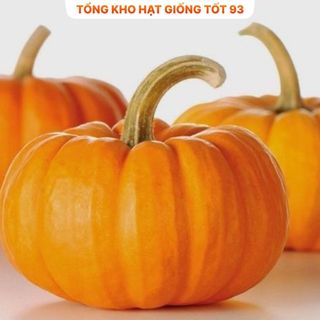 Hạt Giống Bí Ngô To - Hàng Công Ty Loại 1