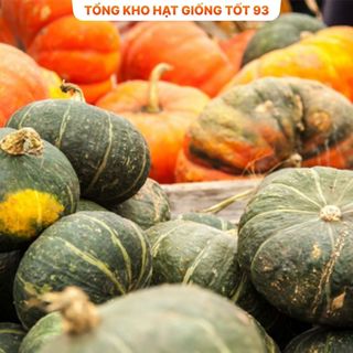 Hạt Giống Bí Ngô To - Hàng Công Ty Loại 1