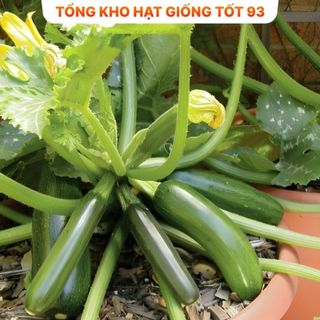 Hạt giống Bí Ngòi Dài - hàng công ty Loại 1