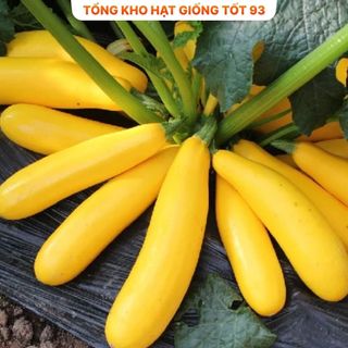 Hạt giống bí ngòi vàng  năng suất cao -Hàng công ty loại 1