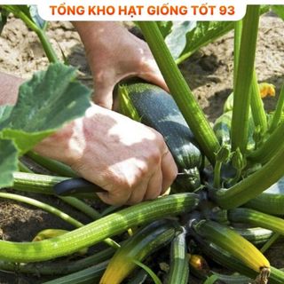 Hạt giống Bí Ngòi Dài - hàng công ty Loại 1