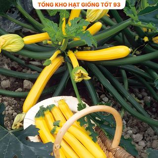 Hạt giống bí ngòi vàng  năng suất cao -Hàng công ty loại 1