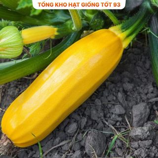 Hạt giống bí ngòi vàng  năng suất cao -Hàng công ty loại 1