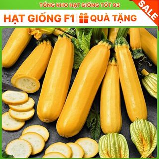 Hạt giống bí ngòi vàng  năng suất cao -Hàng công ty loại 1