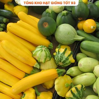 Hạt giống bí ngòi vàng  năng suất cao -Hàng công ty loại 1
