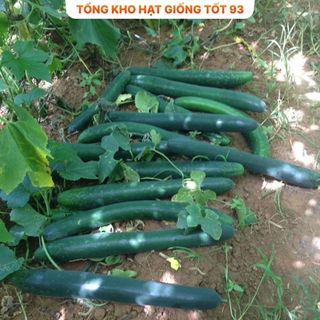 Hạt giống Bí Sặt Xanh 1gram - hàng công ty Loại 1