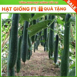 Hạt giống Bí Sặt Xanh 1gram - hàng công ty Loại 1