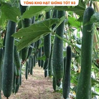 Hạt giống Bí Sặt Xanh 1gram - hàng công ty Loại 1