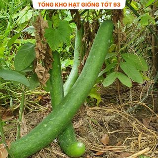 Hạt giống Bí Sặt Xanh 1gram - hàng công ty Loại 1