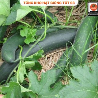 Hạt giống Bí Sặt Xanh 1gram - hàng công ty Loại 1
