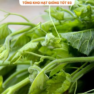 Hạt giống Bí siêu ngọn năng suất 20gr - hàng công ty Loại 1