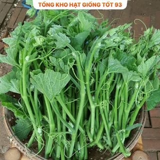 Hạt giống Bí siêu ngọn năng suất 20gr - hàng công ty Loại 1