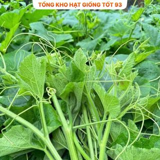 Hạt giống Bí siêu ngọn năng suất 20gr - hàng công ty Loại 1