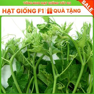 Hạt giống Bí siêu ngọn năng suất 20gr - hàng công ty Loại 1