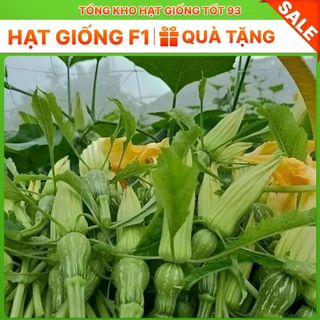 Hạt giống Bí siêu nụ hàng chính hãng - công ty Loại 1
