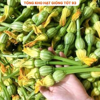 Hạt giống Bí siêu nụ hàng chính hãng - công ty Loại 1