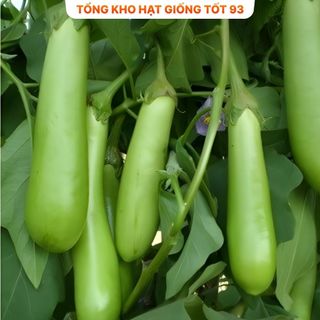 Hạt giống cà xanh mỡ trái dài dễ trồng- Hàng Công Ty Loại 1