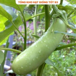 Hạt giống cà xanh mỡ trái dài dễ trồng- Hàng Công Ty Loại 1