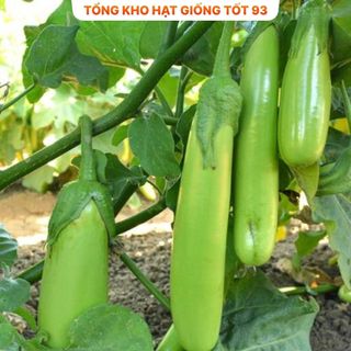 Hạt giống cà xanh mỡ trái dài dễ trồng- Hàng Công Ty Loại 1