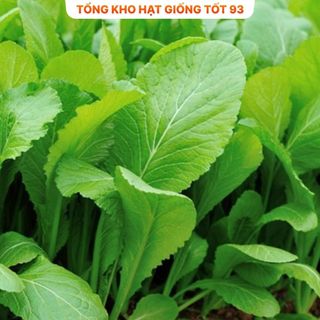 Hạt giống rau Cải bẹ vàng gói 20gram - hàng công ty Loại 1